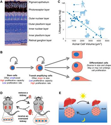 What programs the size of animal cells?